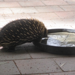 Tachyglossus aculeatus at Wamboin, NSW - 15 Mar 2014