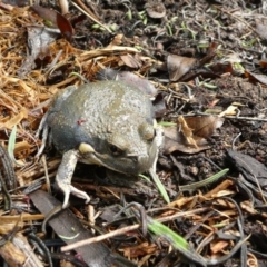 Limnodynastes dumerilii (Eastern Banjo Frog) at Wamboin, NSW - 5 Dec 2010 by natureguy