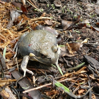 Limnodynastes dumerilii (Eastern Banjo Frog) at Wamboin, NSW - 5 Dec 2010 by natureguy