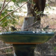 Acanthiza lineata (Striated Thornbill) at Wamboin, NSW - 18 Jun 2011 by natureguy