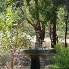 Acanthiza lineata at Wamboin, NSW - 18 Jun 2011