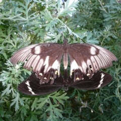 Papilio aegeus (Orchard Swallowtail, Large Citrus Butterfly) at Wamboin, NSW - 16 Jan 2011 by natureguy