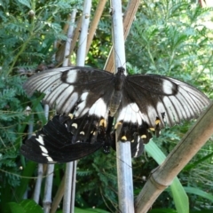 Papilio aegeus at Wamboin, NSW - 16 Jan 2011 03:29 PM