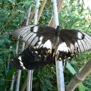Papilio aegeus at Wamboin, NSW - 16 Jan 2011