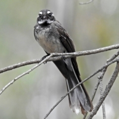 Rhipidura albiscapa (Grey Fantail) at Tidbinbilla Nature Reserve - 28 Dec 2017 by RodDeb