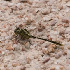 Austrogomphus guerini (Yellow-striped Hunter) at Tidbinbilla Nature Reserve - 27 Dec 2017 by SWishart