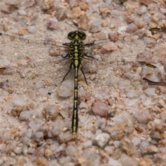 Austrogomphus guerini at Paddys River, ACT - 27 Dec 2017