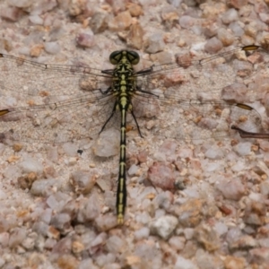 Austrogomphus guerini at Paddys River, ACT - 27 Dec 2017