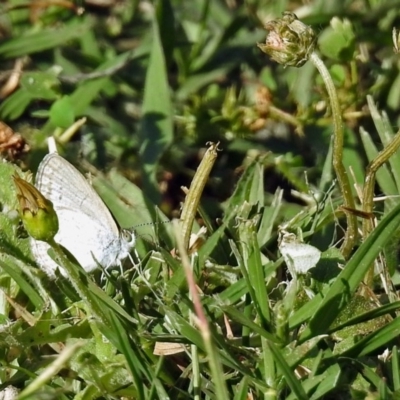 Zizina otis (Common Grass-Blue) at Macarthur, ACT - 27 Dec 2017 by RodDeb