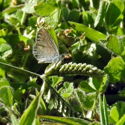 Zizina otis (Common Grass-Blue) at Macarthur, ACT - 27 Dec 2017 by RodDeb