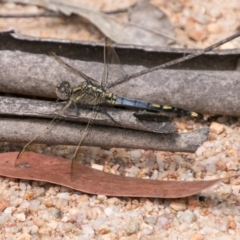 Orthetrum caledonicum (Blue Skimmer) at Tidbinbilla Nature Reserve - 27 Dec 2017 by SWishart