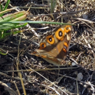 Junonia villida (Meadow Argus) at Macarthur, ACT - 31 Dec 2017 by RodDeb