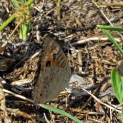 Junonia villida at Macarthur, ACT - 31 Dec 2017 03:46 PM