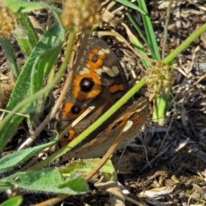 Junonia villida at Macarthur, ACT - 31 Dec 2017 03:46 PM