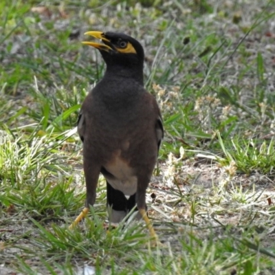Acridotheres tristis (Common Myna) at Macarthur, ACT - 27 Dec 2017 by RodDeb