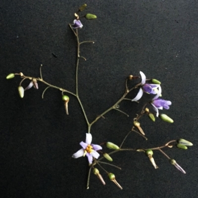 Dianella sp. aff. longifolia (Benambra) (Pale Flax Lily, Blue Flax Lily) at Hughes Garran Woodland - 28 Dec 2017 by ruthkerruish