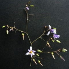 Dianella sp. aff. longifolia (Benambra) (Pale Flax Lily, Blue Flax Lily) at Hughes, ACT - 28 Dec 2017 by ruthkerruish