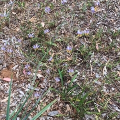 Dianella sp. aff. longifolia (Benambra) at Hughes, ACT - 28 Dec 2017