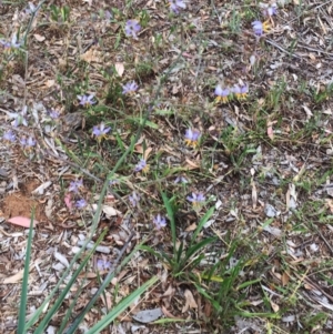 Dianella sp. aff. longifolia (Benambra) at Hughes, ACT - 28 Dec 2017 06:56 PM