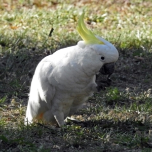 Cacatua galerita at Macarthur, ACT - 27 Dec 2017 04:45 PM