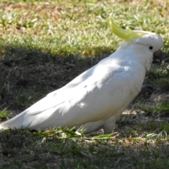 Cacatua galerita at Macarthur, ACT - 27 Dec 2017