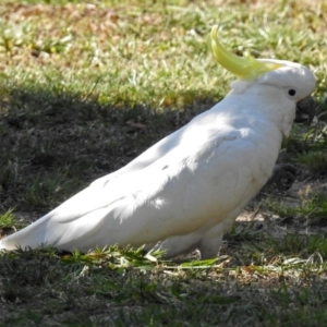 Cacatua galerita at Macarthur, ACT - 27 Dec 2017 04:45 PM