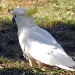 Cacatua galerita at Macarthur, ACT - 27 Dec 2017