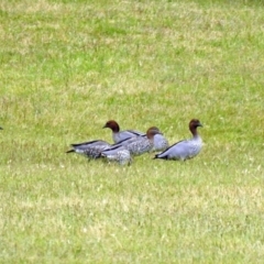 Chenonetta jubata (Australian Wood Duck) at Paddys River, ACT - 28 Dec 2017 by RodDeb