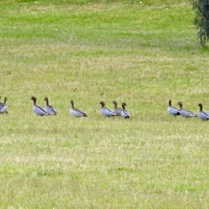 Chenonetta jubata at Paddys River, ACT - 28 Dec 2017 01:56 PM