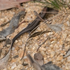 Lampropholis guichenoti (Common Garden Skink) at Paddys River, ACT - 27 Dec 2017 by SWishart