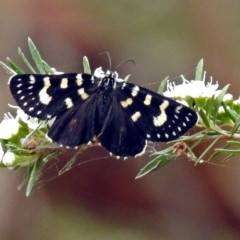 Phalaenoides tristifica (Willow-herb Day-moth) at Tidbinbilla Nature Reserve - 28 Dec 2017 by RodDeb