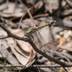 Orthetrum caledonicum (Blue Skimmer) at Tidbinbilla Nature Reserve - 27 Dec 2017 by SWishart