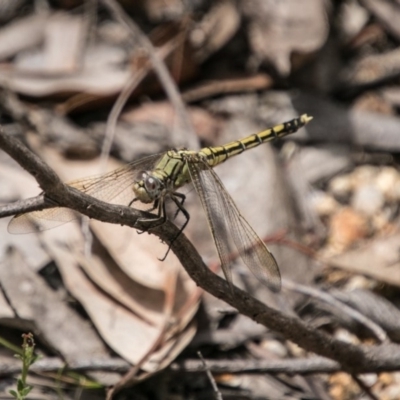 Orthetrum caledonicum (Blue Skimmer) at Tidbinbilla Nature Reserve - 27 Dec 2017 by SWishart