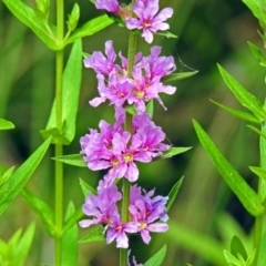 Lythrum salicaria (Purple Loosestrife) at Paddys River, ACT - 28 Dec 2017 by RodDeb