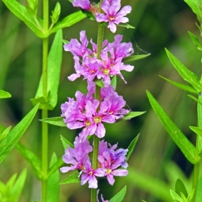 Lythrum salicaria (Purple Loosestrife) at Paddys River, ACT - 28 Dec 2017 by RodDeb