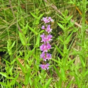 Lythrum salicaria at Paddys River, ACT - 28 Dec 2017