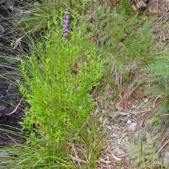 Lythrum salicaria at Paddys River, ACT - 28 Dec 2017