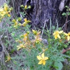 Hypericum perforatum (St John's Wort) at Tidbinbilla Nature Reserve - 28 Dec 2017 by RodDeb