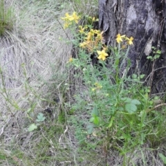 Hypericum perforatum at Paddys River, ACT - 28 Dec 2017