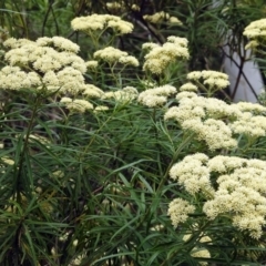 Cassinia longifolia at Paddys River, ACT - 28 Dec 2017