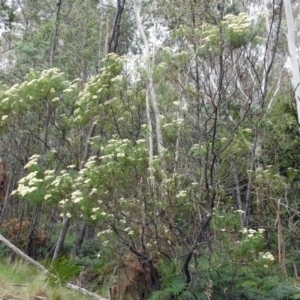 Cassinia longifolia at Paddys River, ACT - 28 Dec 2017