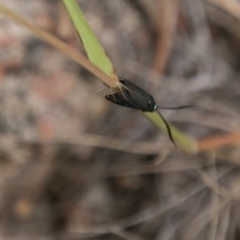 Pollanisus (genus) (A Forester Moth) at Tidbinbilla Nature Reserve - 27 Dec 2017 by SWishart