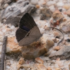 Erina hyacinthina (Varied Dusky-blue) at Paddys River, ACT - 27 Dec 2017 by SWishart