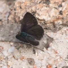 Erina hyacinthina at Paddys River, ACT - 27 Dec 2017 12:05 PM