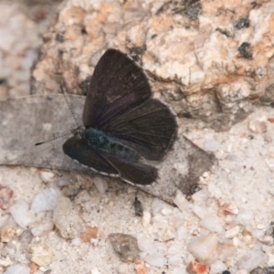 Erina hyacinthina at Paddys River, ACT - 27 Dec 2017 12:05 PM