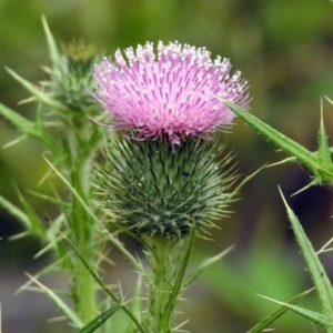 Cirsium vulgare at Paddys River, ACT - 28 Dec 2017