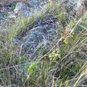 Dianella revoluta var. revoluta at Hughes, ACT - 3 Jan 2018 11:32 AM