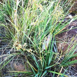 Dianella revoluta var. revoluta at Hughes, ACT - 3 Jan 2018