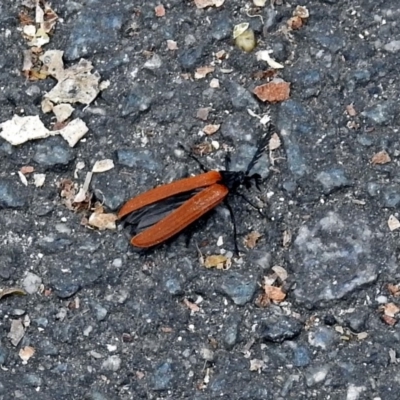 Porrostoma rhipidium (Long-nosed Lycid (Net-winged) beetle) at Tidbinbilla Nature Reserve - 28 Dec 2017 by RodDeb