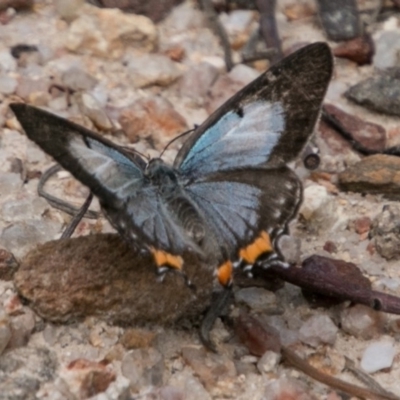 Jalmenus evagoras (Imperial Hairstreak) at Tidbinbilla Nature Reserve - 27 Dec 2017 by SWishart